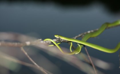 Rough Green Snake (Opheodrys aestivus)