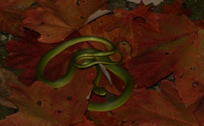 Rough Green Snake (Opheodrys aestivus)