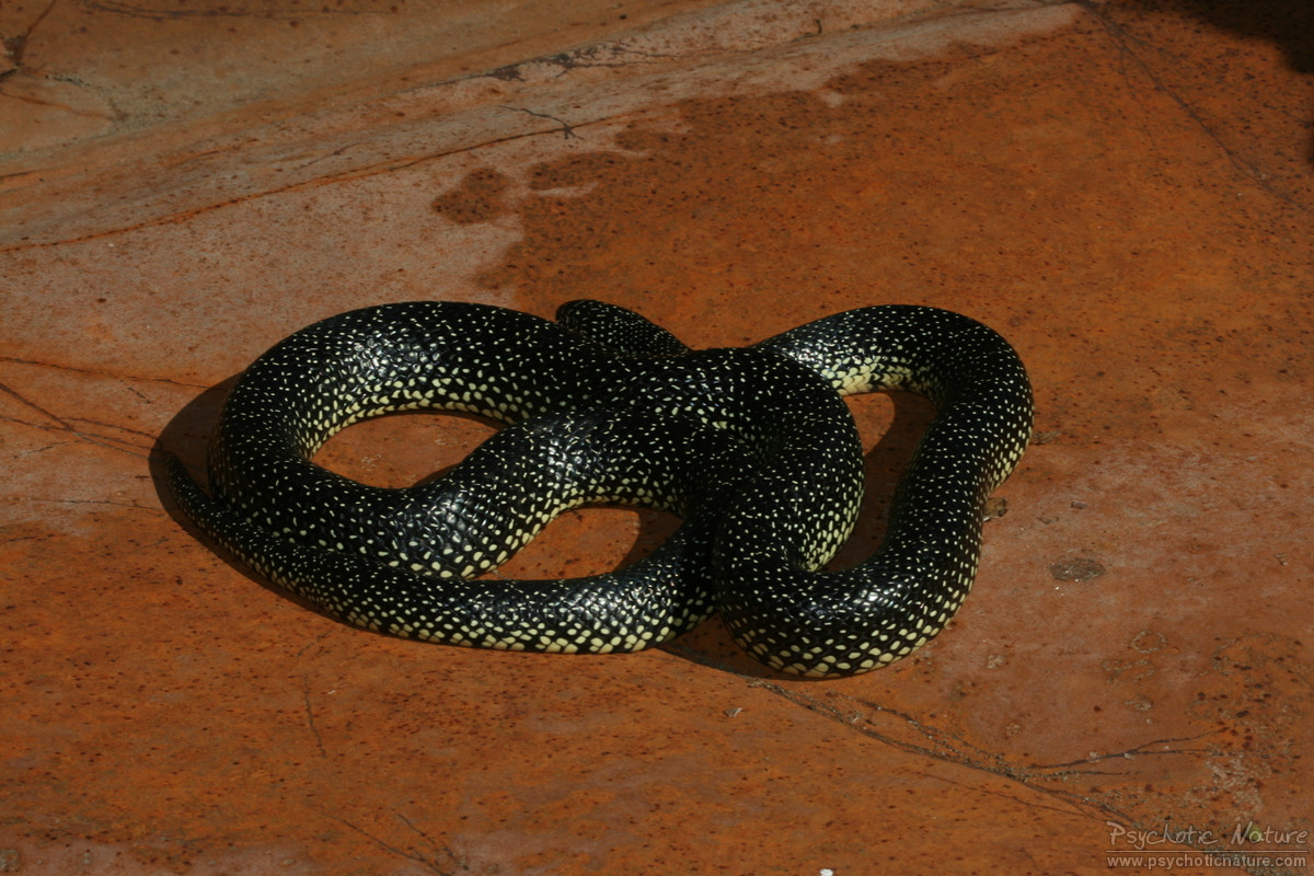 Shawnee Kingsnake (Lampropeltis getula holbrookii x niger)