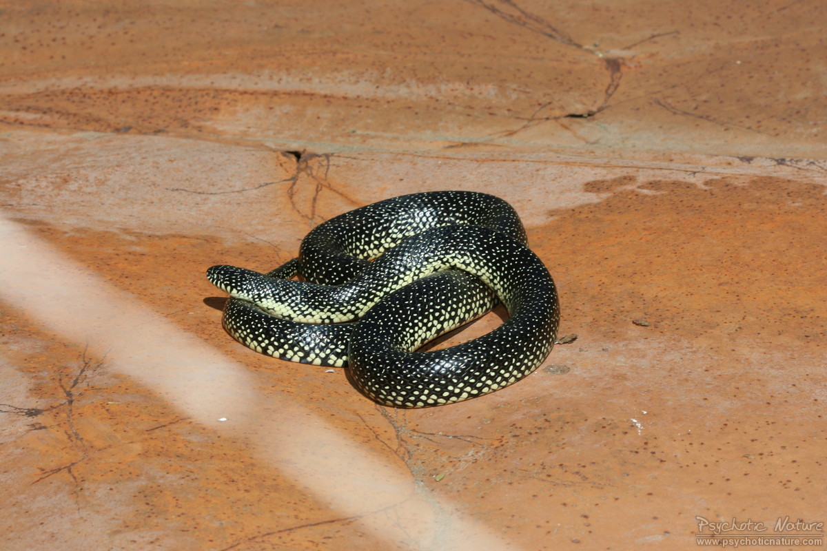 Shawnee Kingsnake (Lampropeltis getula holbrookii x niger)
