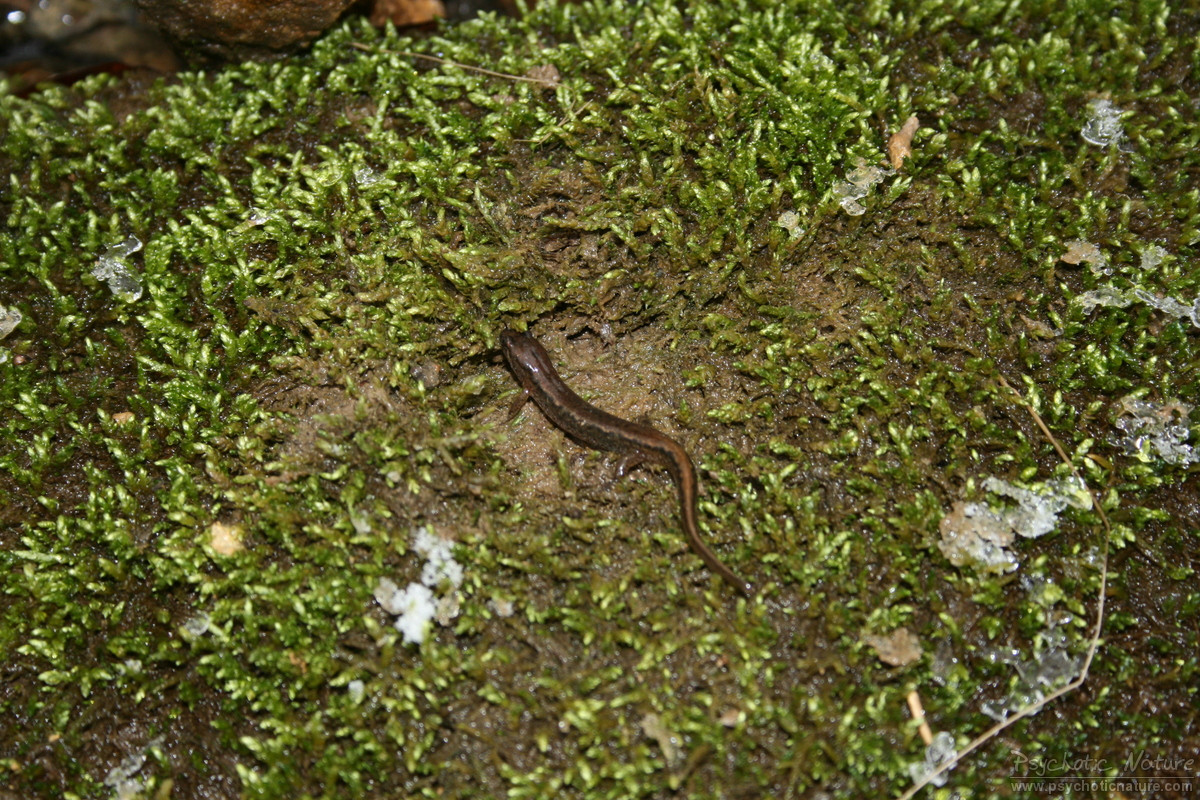 Northern Dusky Salamander (Desmognathus fuscus)