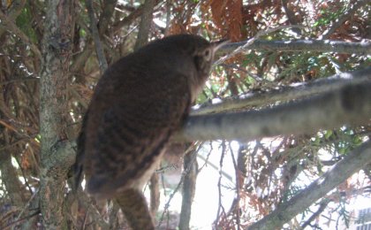 House Wren (Troglodytes aedon)