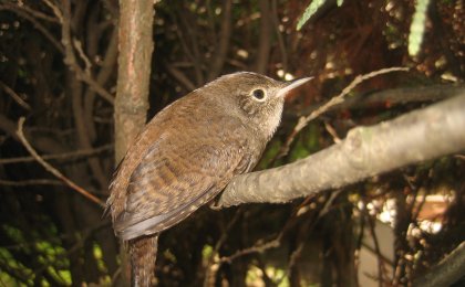 House Wren (Troglodytes aedon)