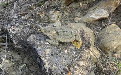 Greater Short-horned Lizard (Phrynosoma hernandesi)