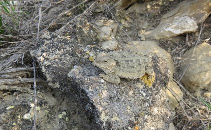 Greater Short-horned Lizard (Phrynosoma hernandesi)