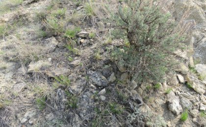 Greater Short-horned Lizard (Phrynosoma hernandesi)
