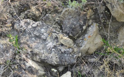 Greater Short-horned Lizard (Phrynosoma hernandesi)