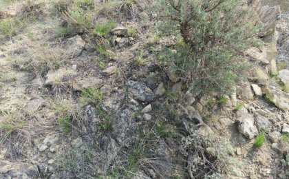 Greater Short-horned Lizard (Phrynosoma hernandesi)