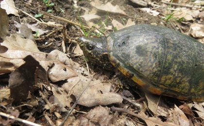 Eastern Musk Turtle (Sternotherus odoratus)