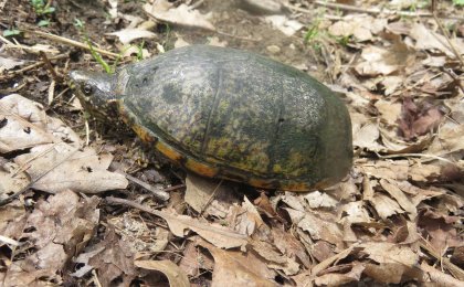 Eastern Musk Turtle (Sternotherus odoratus)
