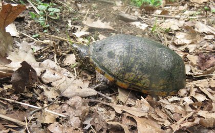 Eastern Musk Turtle (Sternotherus odoratus)