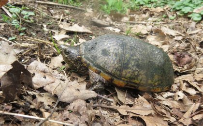 Eastern Musk Turtle (Sternotherus odoratus)