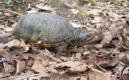 Eastern Musk Turtle (Sternotherus odoratus)