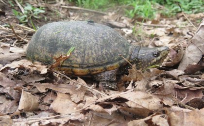 Eastern Musk Turtle (Sternotherus odoratus)