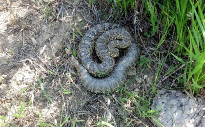 Prairie Rattlesnake (Crotalus viridis)