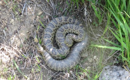 Prairie Rattlesnake (Crotalus viridis)