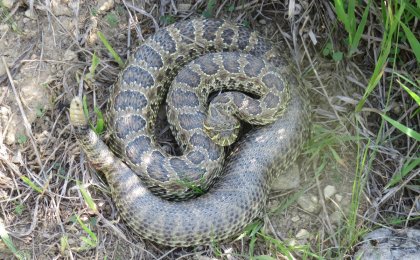 Prairie Rattlesnake (Crotalus viridis)