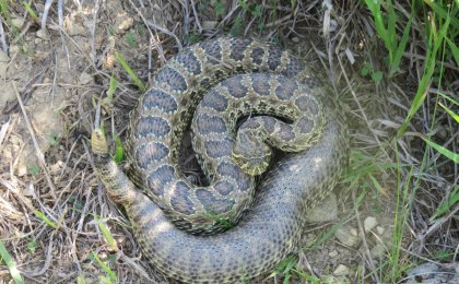 Prairie Rattlesnake (Crotalus viridis)