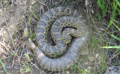 Prairie Rattlesnake (Crotalus viridis)