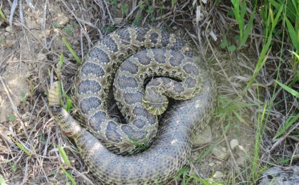 Prairie Rattlesnake (Crotalus viridis)