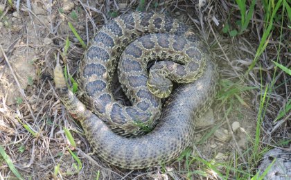 Prairie Rattlesnake (Crotalus viridis)