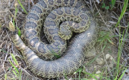 Prairie Rattlesnake (Crotalus viridis)