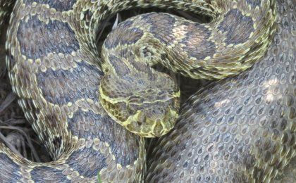 Prairie Rattlesnake (Crotalus viridis)