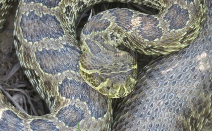 Prairie Rattlesnake (Crotalus viridis)
