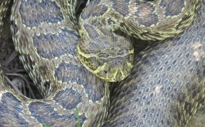 Prairie Rattlesnake (Crotalus viridis)