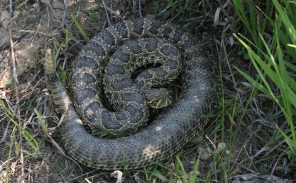 Prairie Rattlesnake (Crotalus viridis)