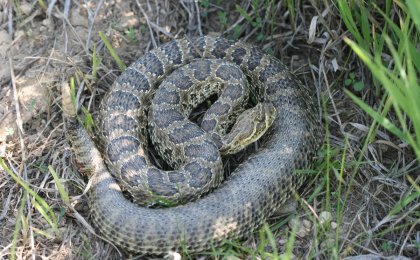 Prairie Rattlesnake (Crotalus viridis)