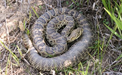 Prairie Rattlesnake (Crotalus viridis)