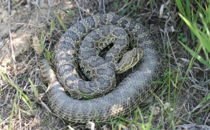 Prairie Rattlesnake (Crotalus viridis)
