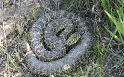 Prairie Rattlesnake (Crotalus viridis)