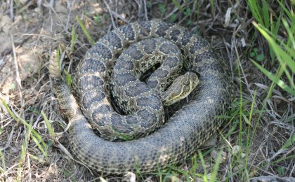 Prairie Rattlesnake (Crotalus viridis)