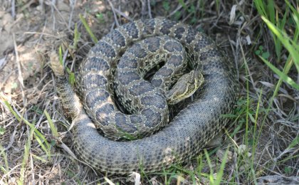 Prairie Rattlesnake (Crotalus viridis)
