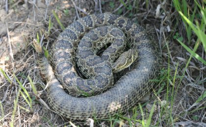 Prairie Rattlesnake (Crotalus viridis)
