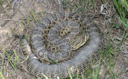 Prairie Rattlesnake (Crotalus viridis)