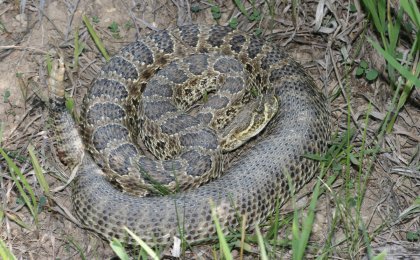 Prairie Rattlesnake (Crotalus viridis)
