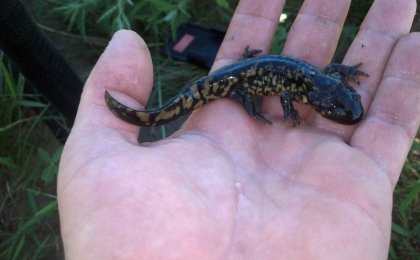 Tiger Salamander (Ambystoma tigrinum)