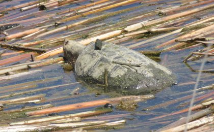 Snapping Turtle (Chelydra serpentina)