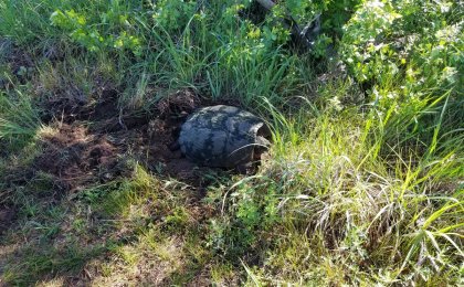 Snapping Turtle (Chelydra serpentina)
