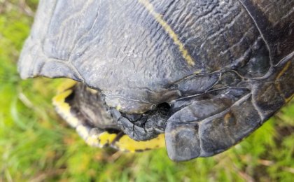 Red-eared Slider (Trachemys scripta elegans)