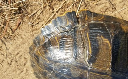 Red-eared Slider (Trachemys scripta elegans)
