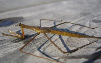 Brown Waterscorpion (Ranatra fusca)