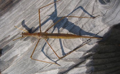 Brown Waterscorpion (Ranatra fusca)