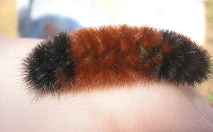 Isabella Tiger Moth (Pyrrharctia isabella) - Psychotic Nature