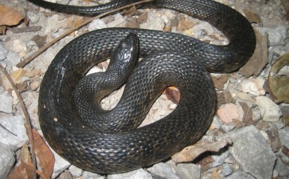 Mississippi Green Watersnake (Nerodia cyclopion)