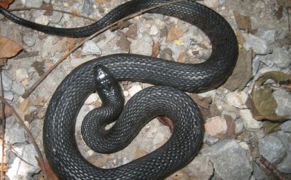 Mississippi Green Watersnake (Nerodia cyclopion)