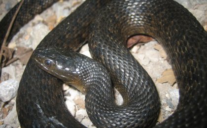 Mississippi Green Watersnake (Nerodia cyclopion)